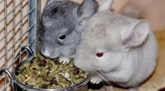 Преглед на храна за chinchillas: што е подобро да се избере